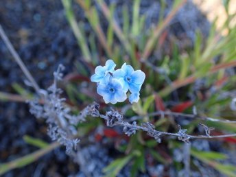 Cynoglossum borbonicum Bory, endemic to Reunion Island © Alizés Montagnes