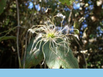 {Clematis mauritiana Lam.}, Les Makes forest 