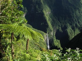 Randonnée dans la forêt de Bélouve à la Réunion © Alizés Montagnes